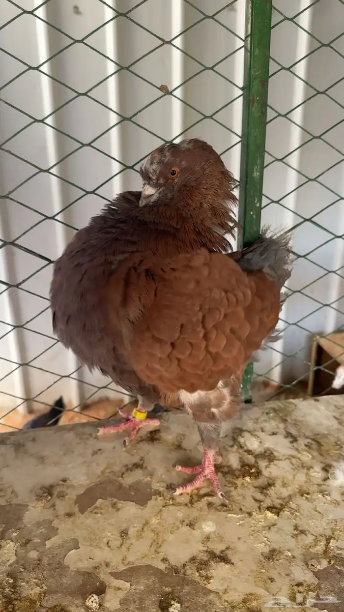 اجواز كنوق فاخرر 2