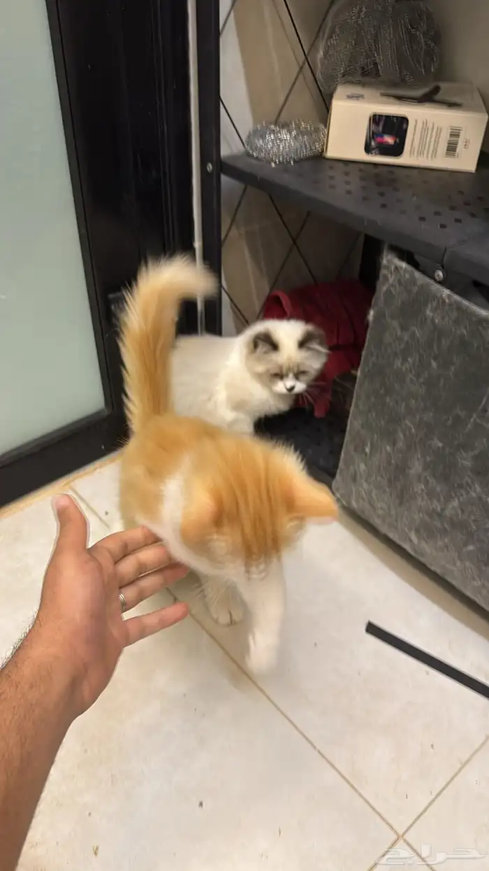 قطط هملايا 1