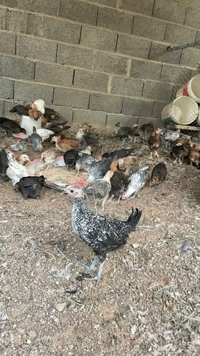 فروخ بلدي وفيومي عمر شهرين 10