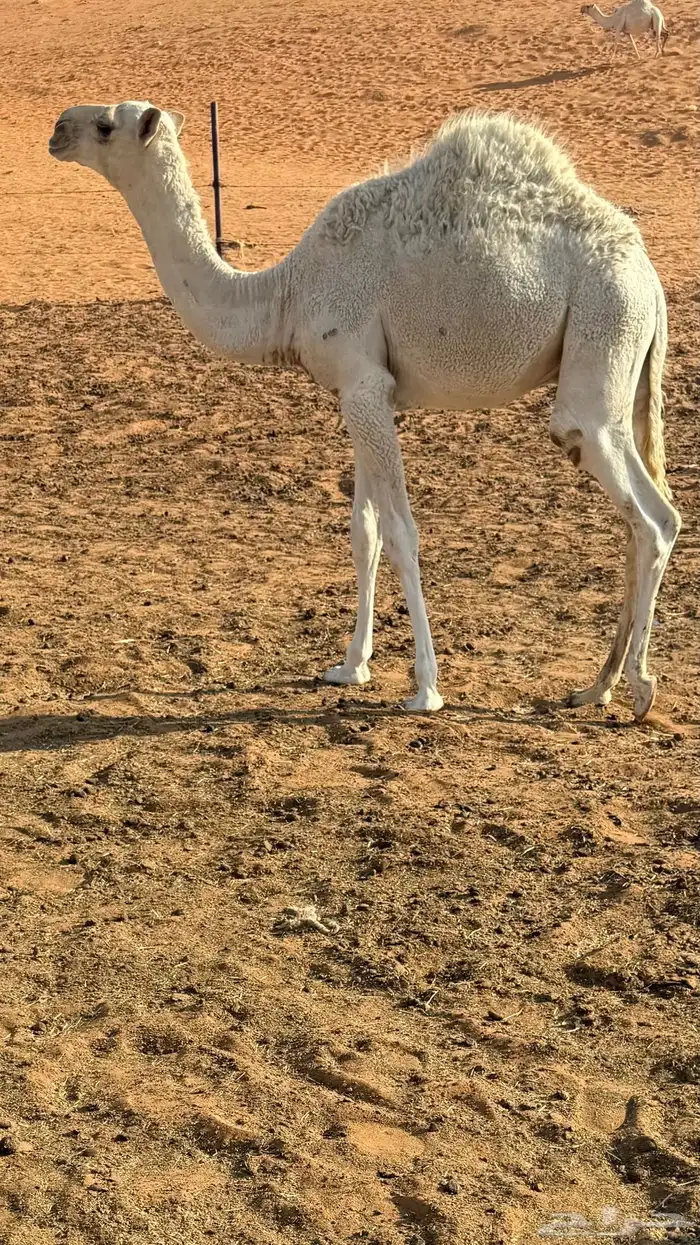 حشو قصب للبيع على السوم 1