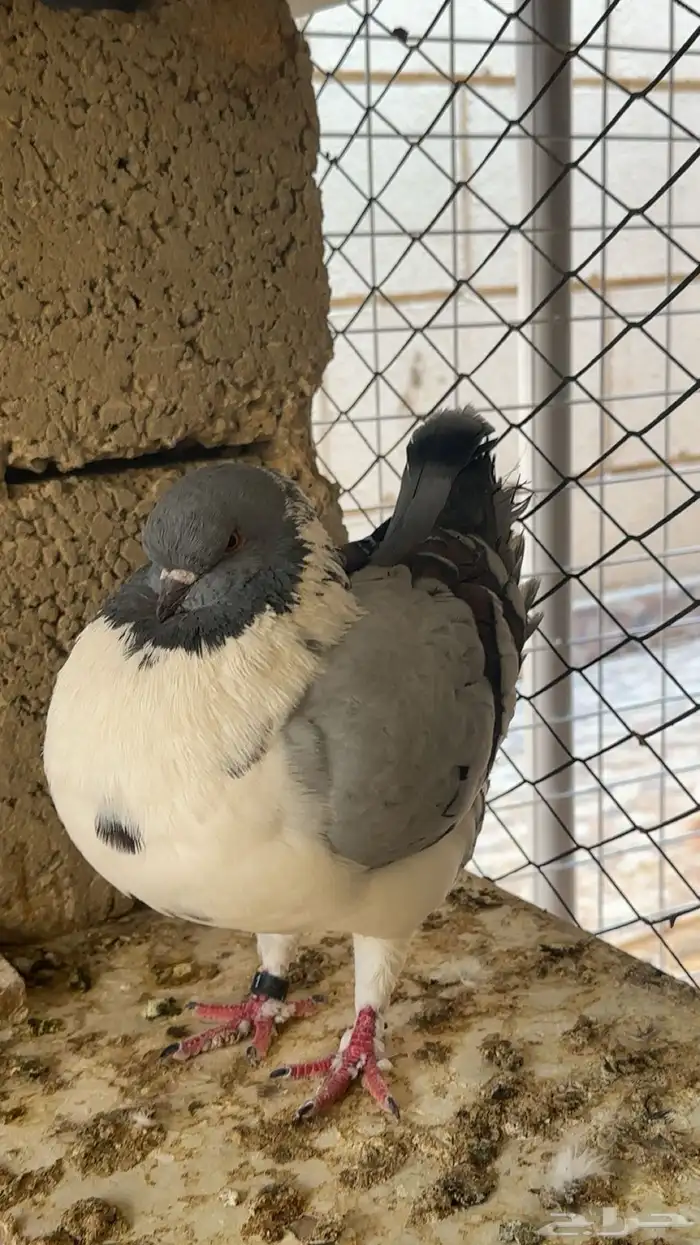 اجواز كنوق فاخرر 5