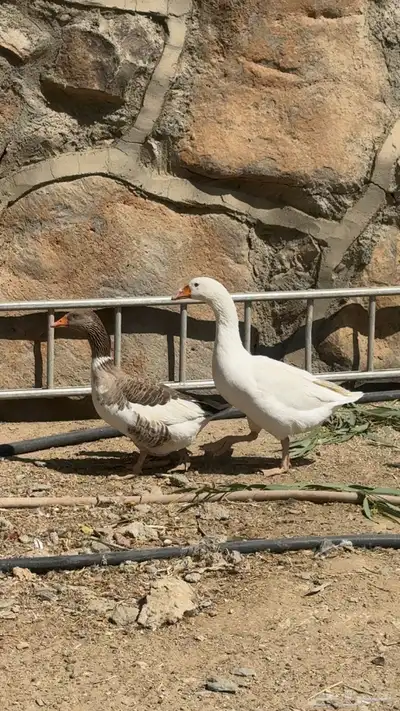 زوج وز   بط للبيع index