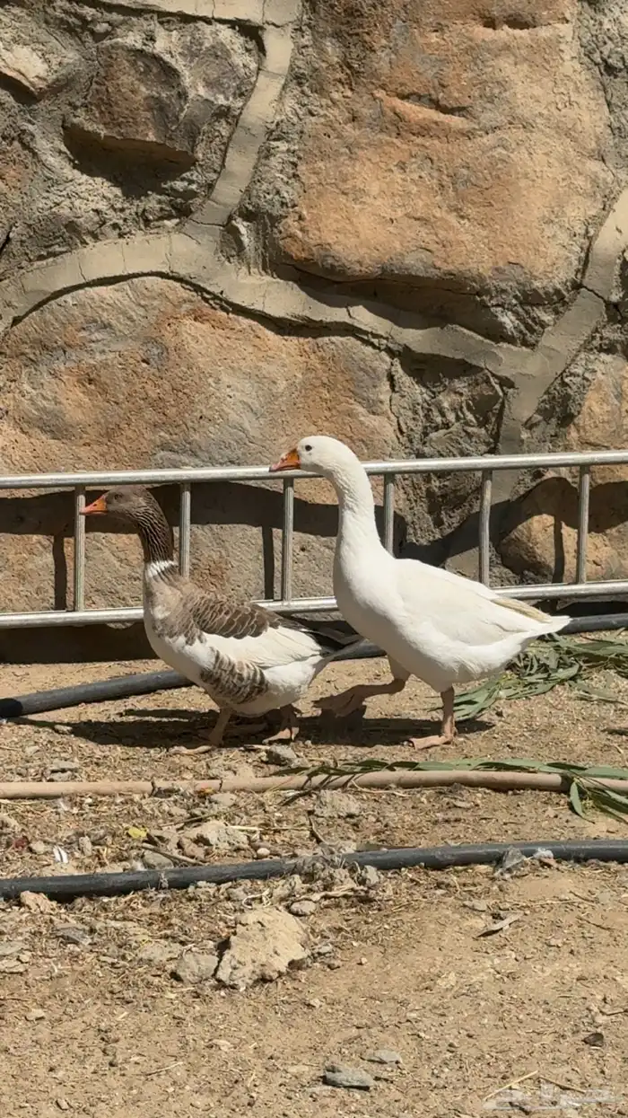 زوج وز   بط للبيع 4