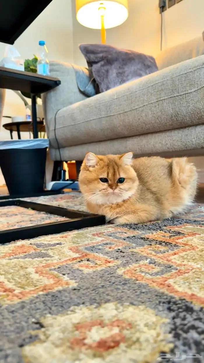 قط بريطاني بيور 2