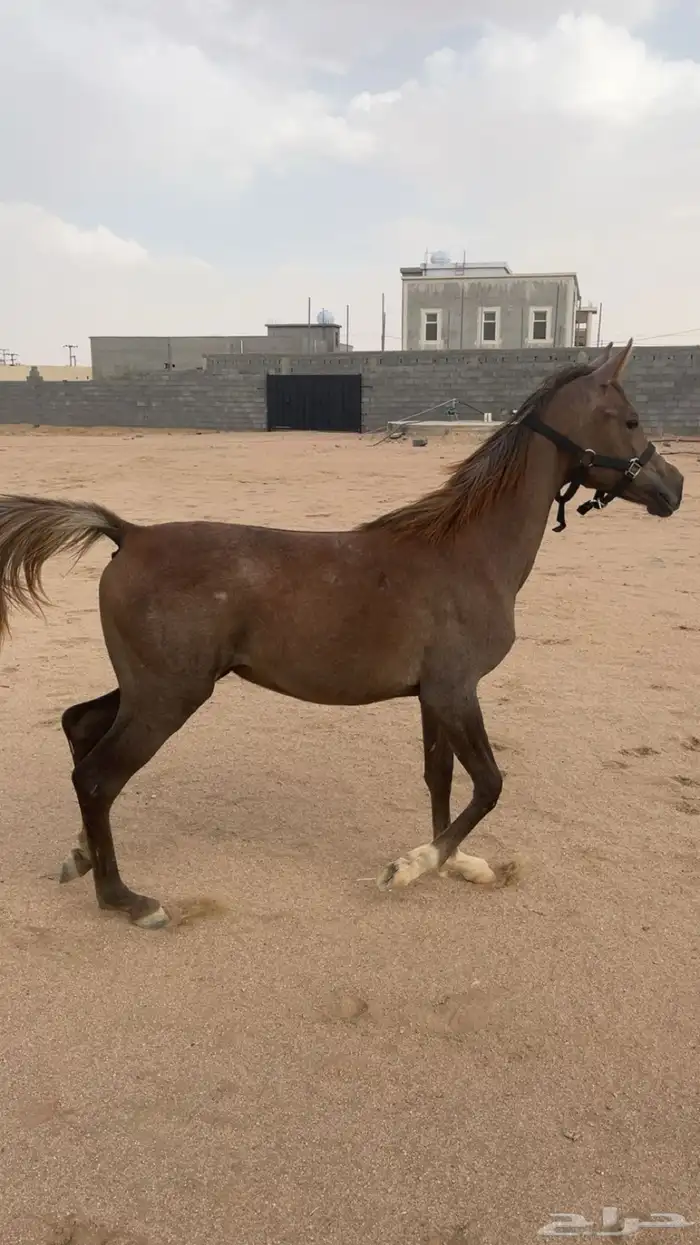 مهره شعبيه كفوو للبيع 0