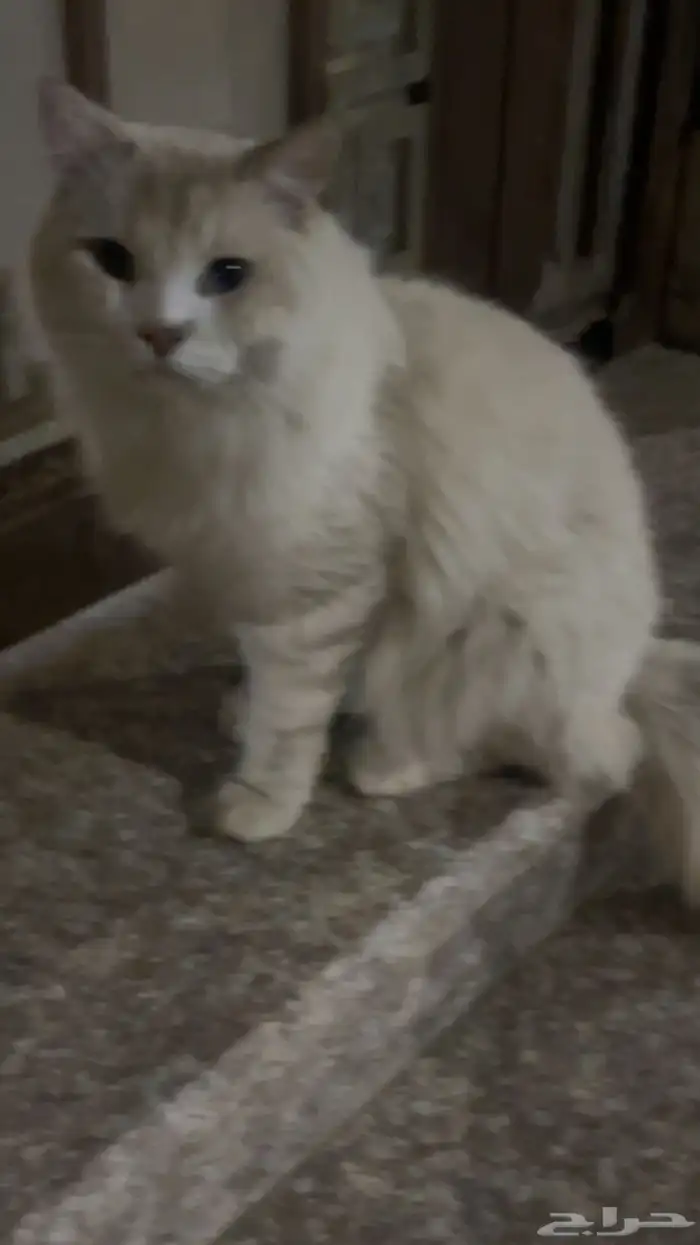 بس لقيته في الشارع 2