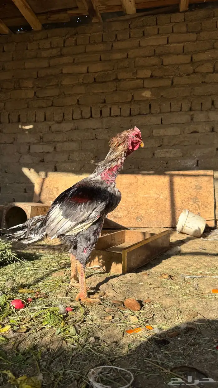 ديك باكستاني 0