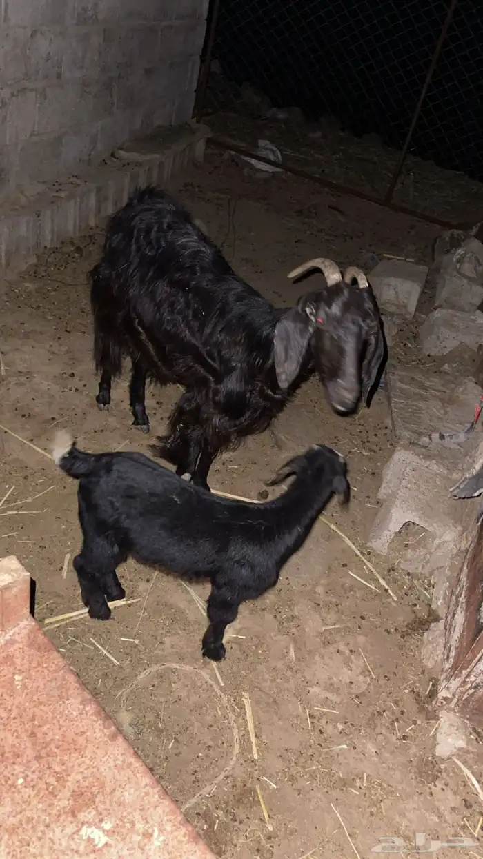 ماعز جنوبي 0