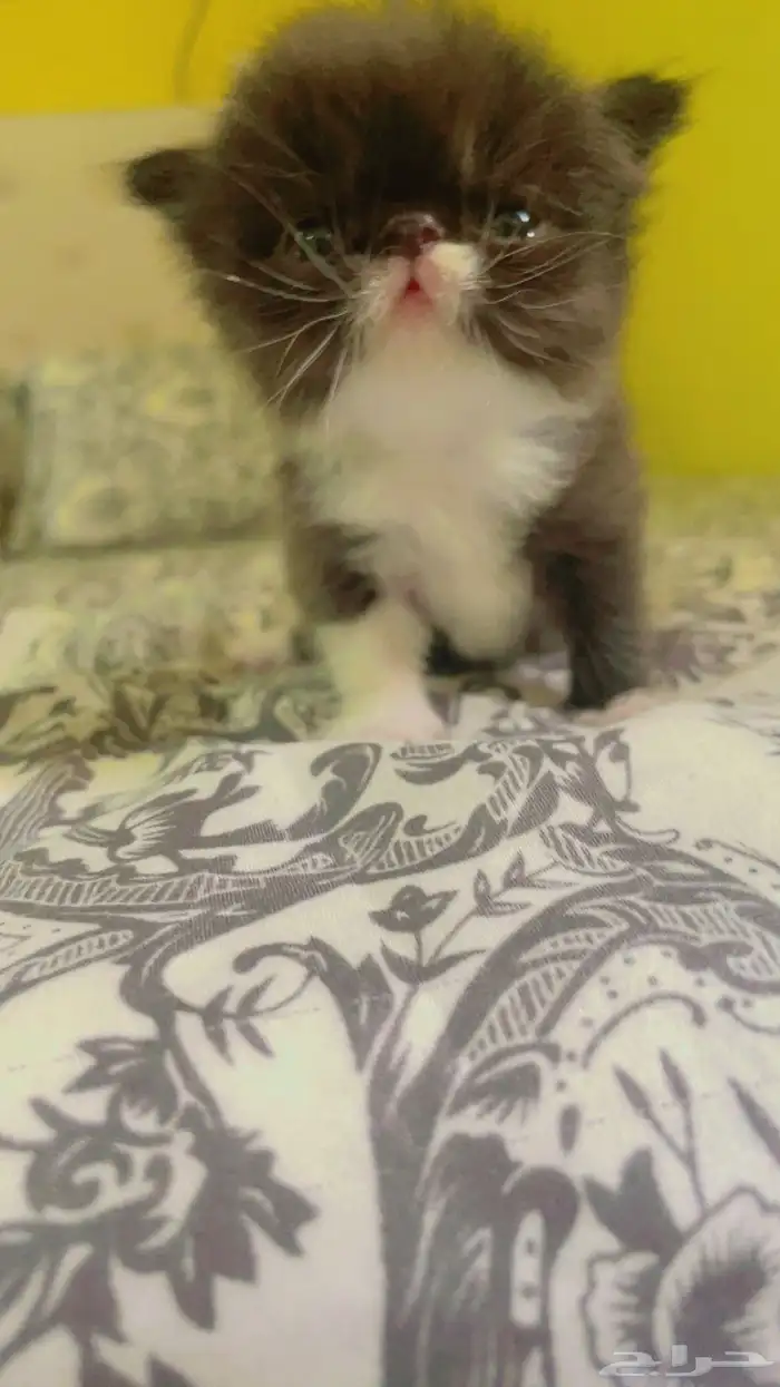 للبيع قطة الصغيرة نوع بيكي فيس العمر 60 يوم 4