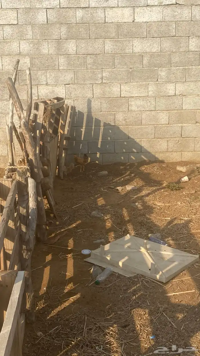 دجاج للبيع 10