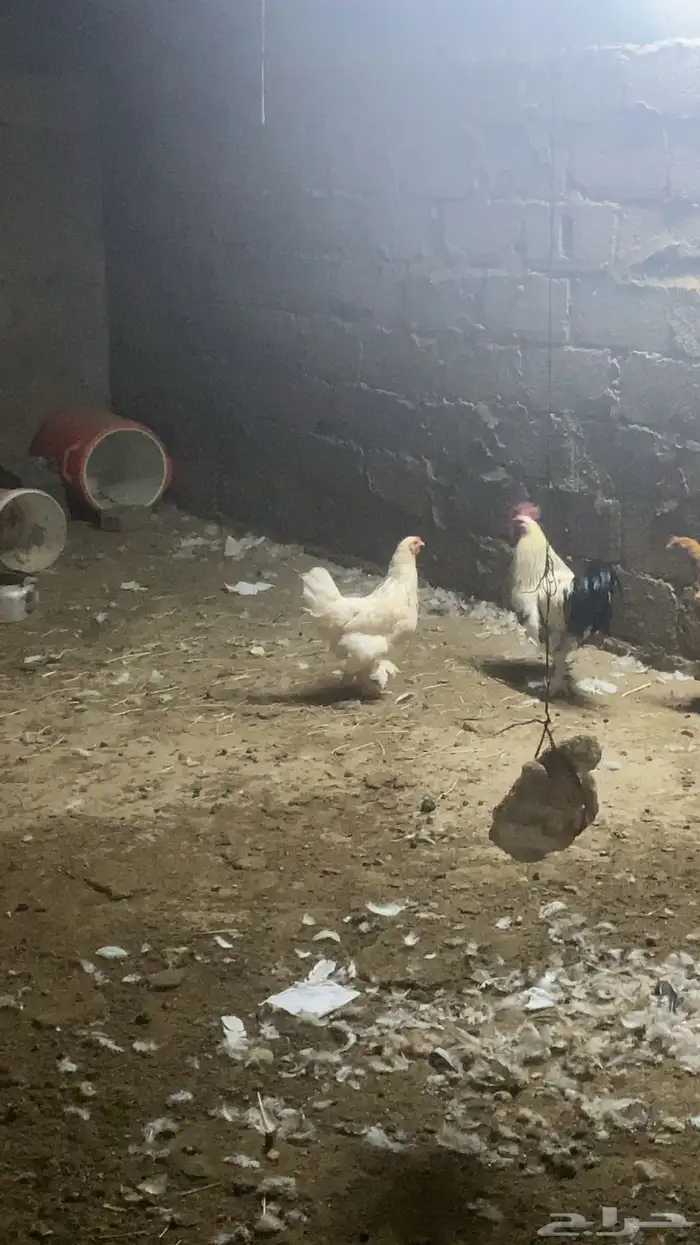 دجاج براهمه 4
