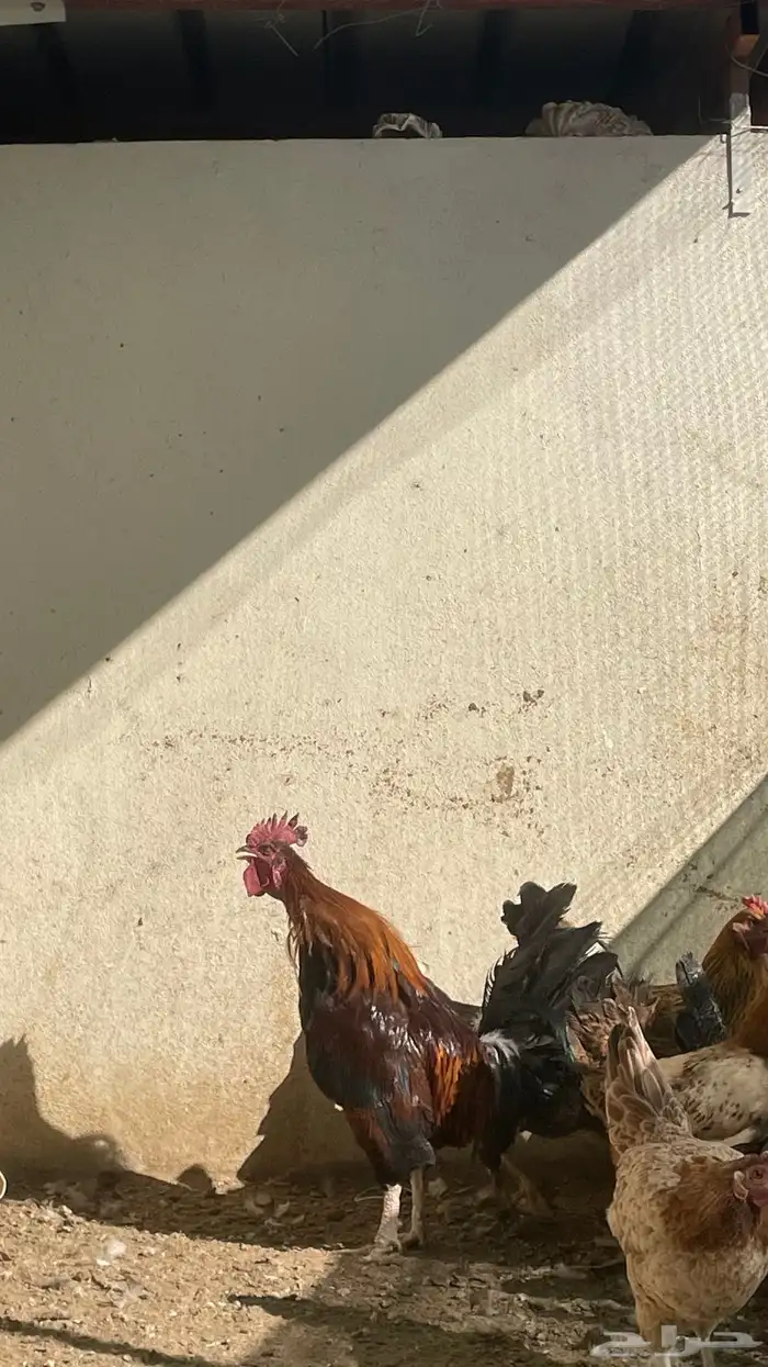 ديك بلدي شرط اذان وتلقيح (تم البيع) 1