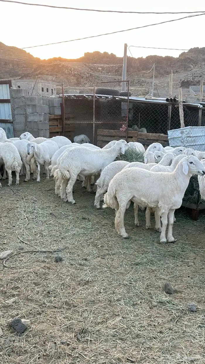 طليان جبره 7