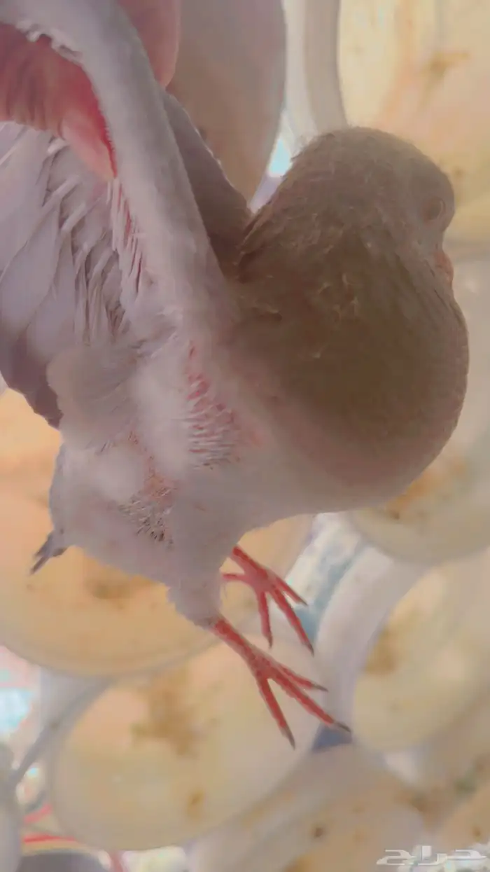 فروخ حمام للبيع 1