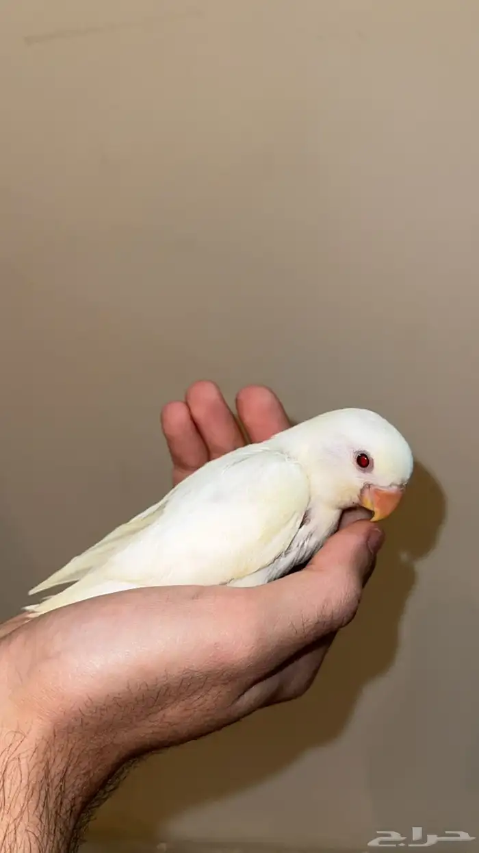 فروخ روز اللوان مميزه 1