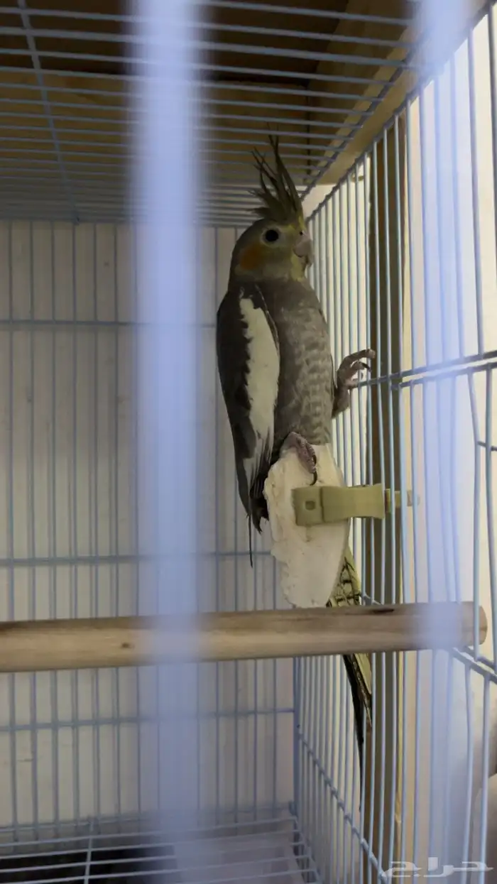 بغبغاء كروان 2