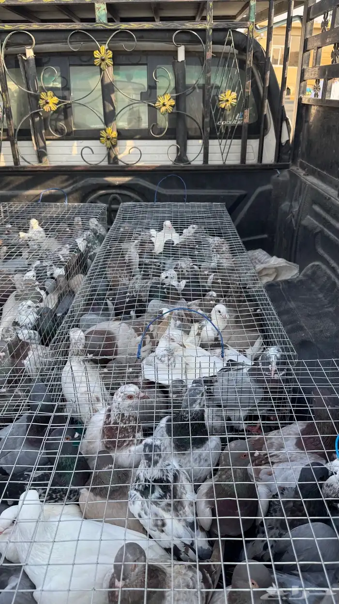 حمام فرنسي   زاجل 2