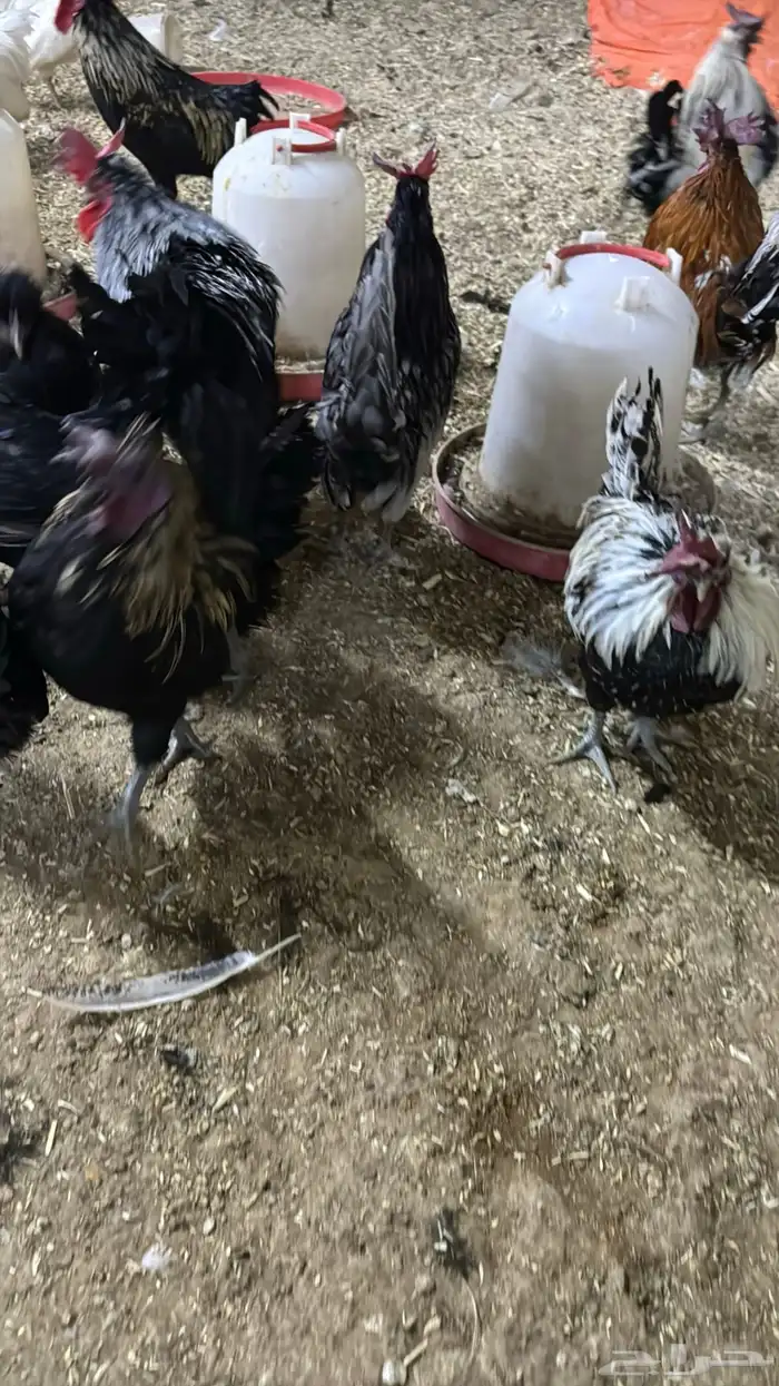 دجاج كويتي حباحب مشكل 88