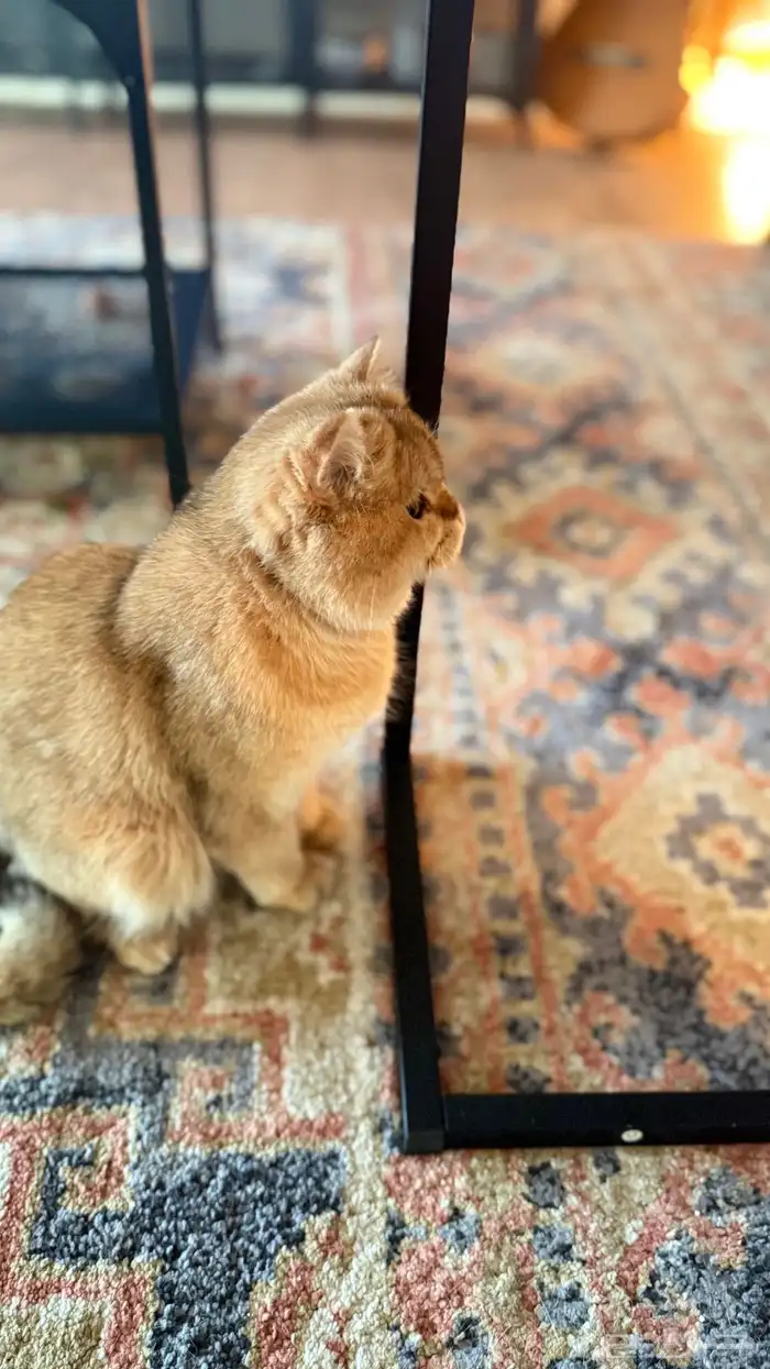 قط بريطاني بيور 1