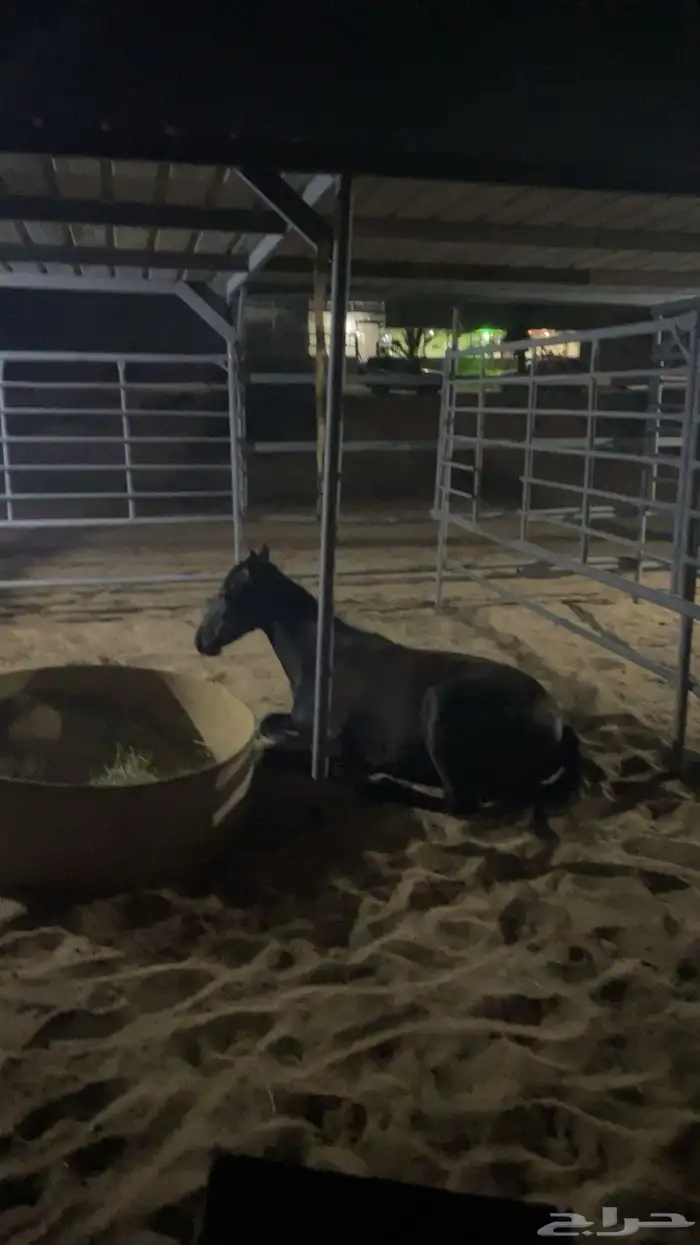 مهر جزيري جبر 1