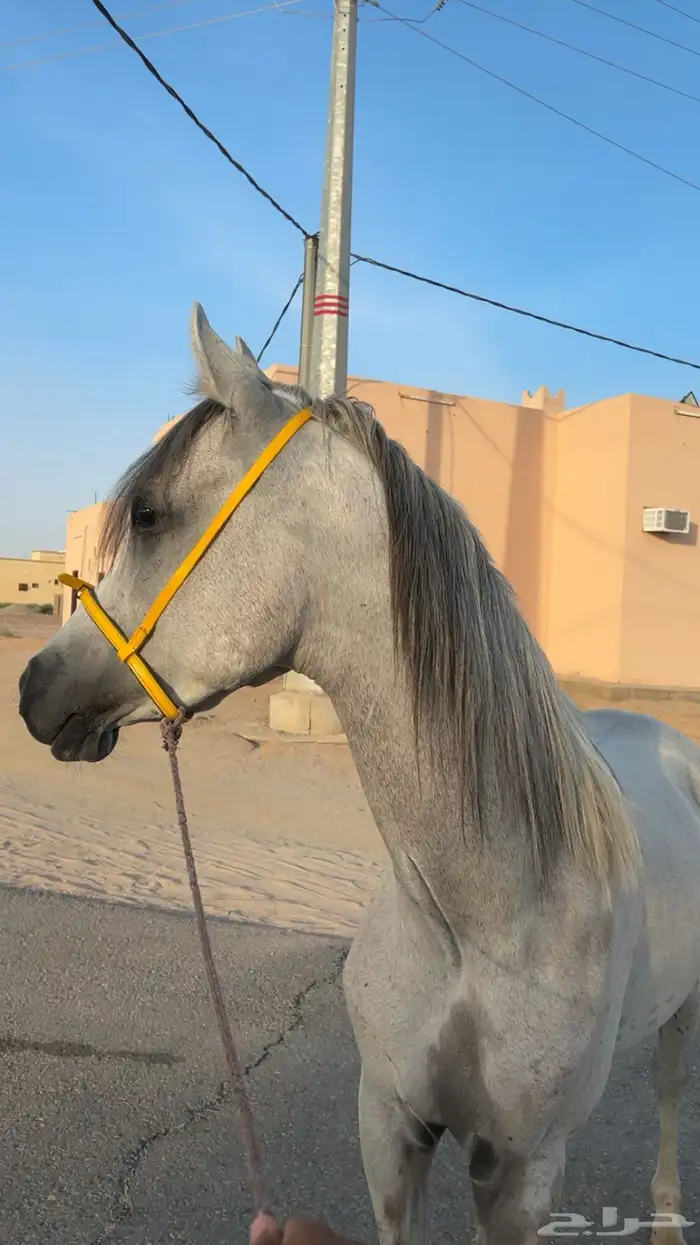 حصان عربي شعبي 0