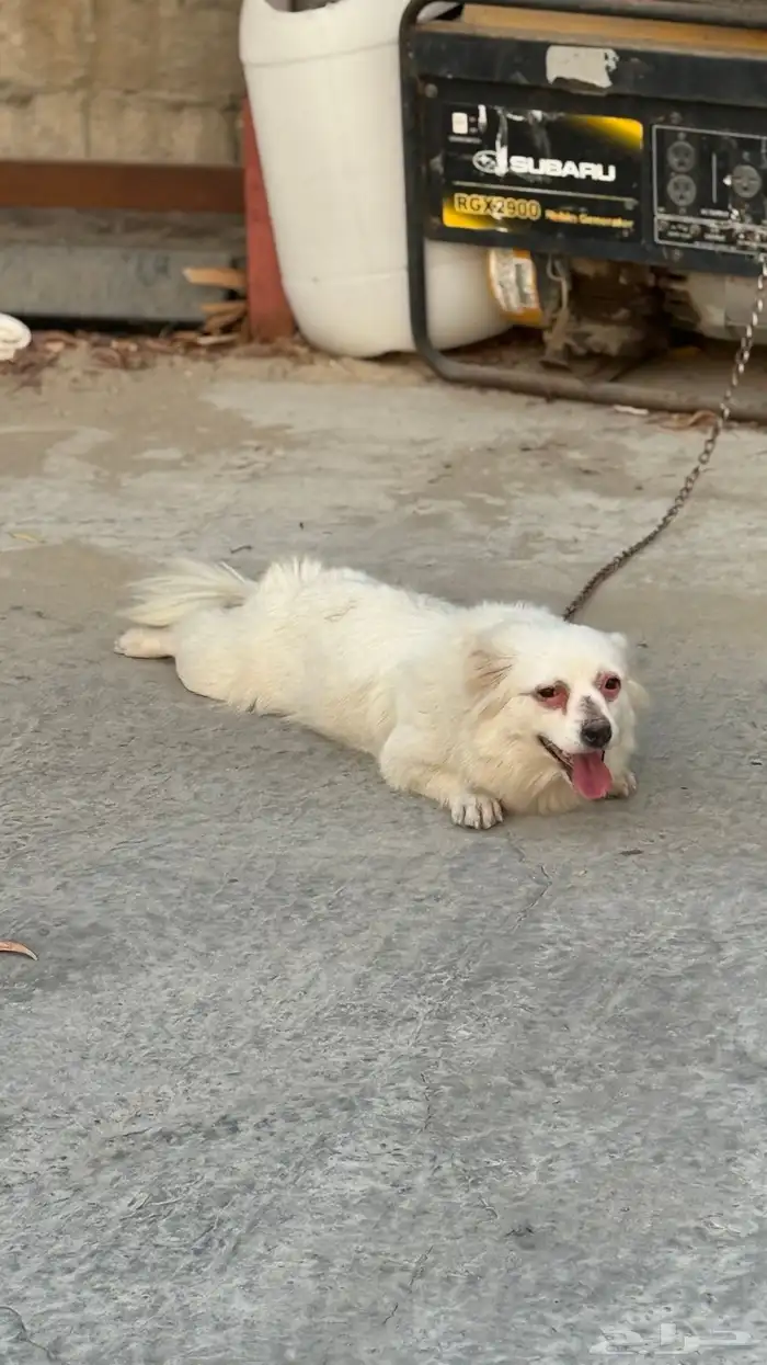 كلب انتى رجل قصير 2