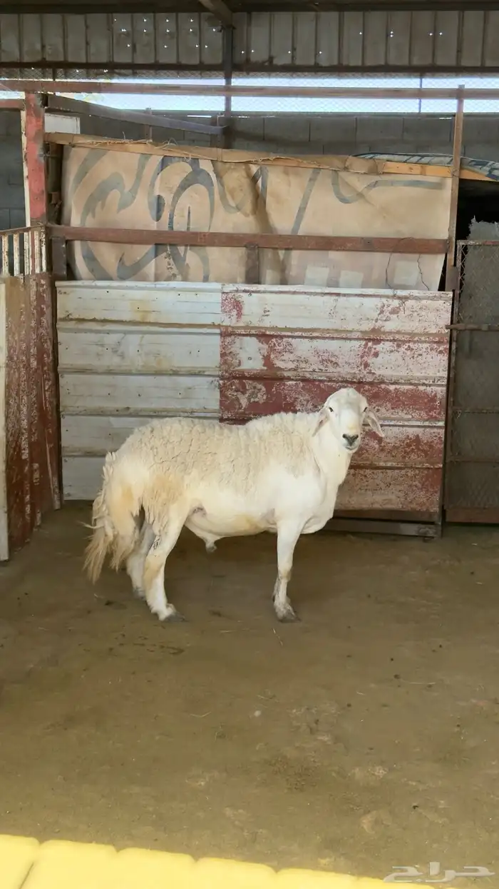 خروف فحل صنف مشروط 4