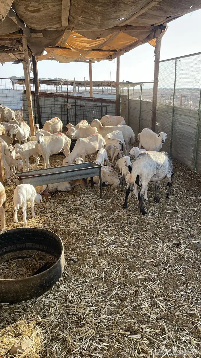 غنم رفيد مواليد عددها 61 تحتها 61 4