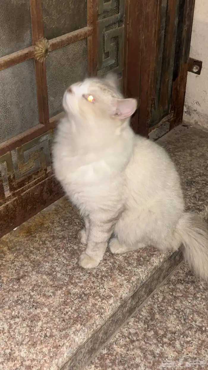 بس لقيته في الشارع 1