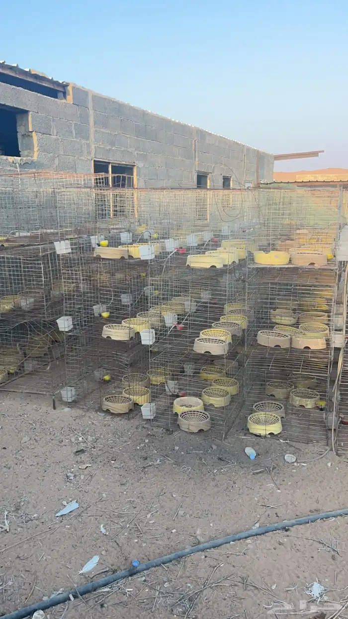 محاكر حمام للبيع 12 عين العدد 18 1