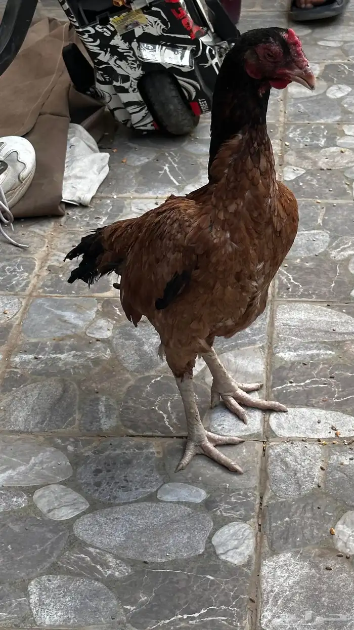 دجاجة باكستانية من النسول القديمة 2