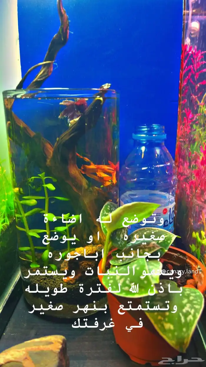 حوض مكتبي نهري 1