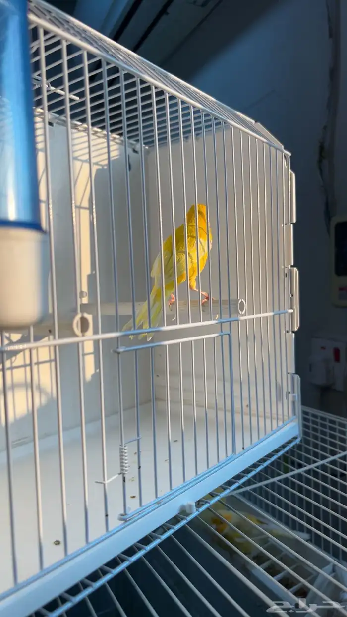 كناري سوري تغريد انتاج الحظيره 4