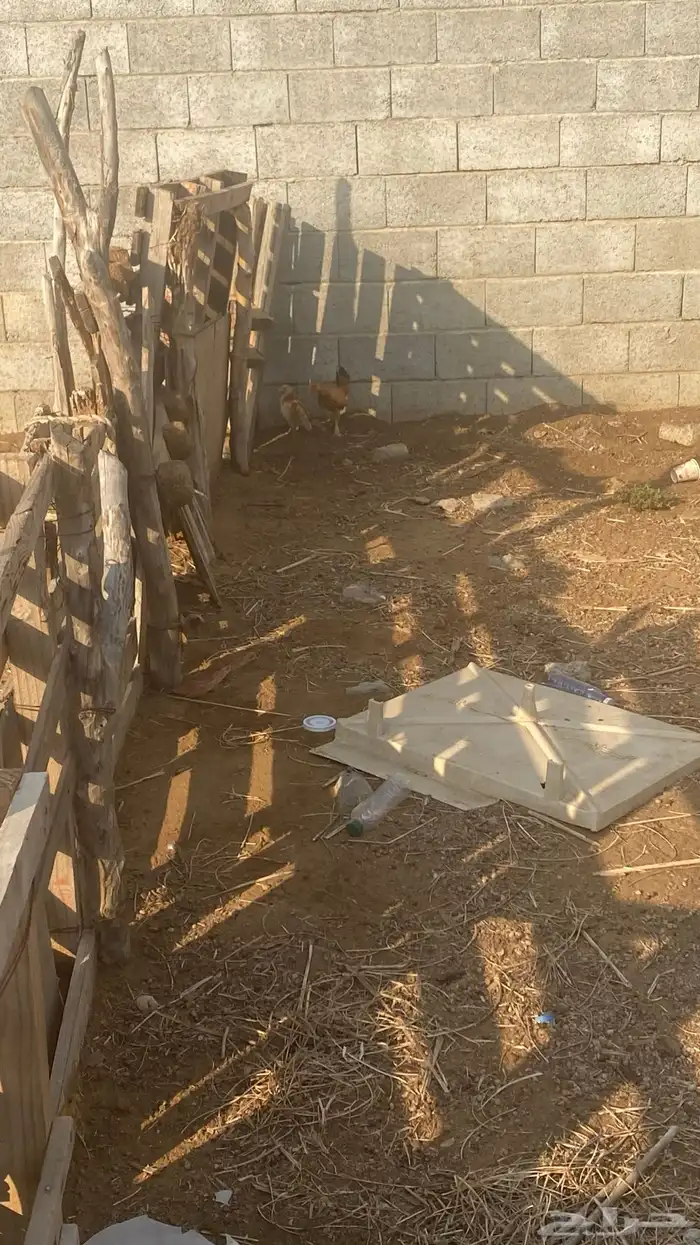 دجاج للبيع 1