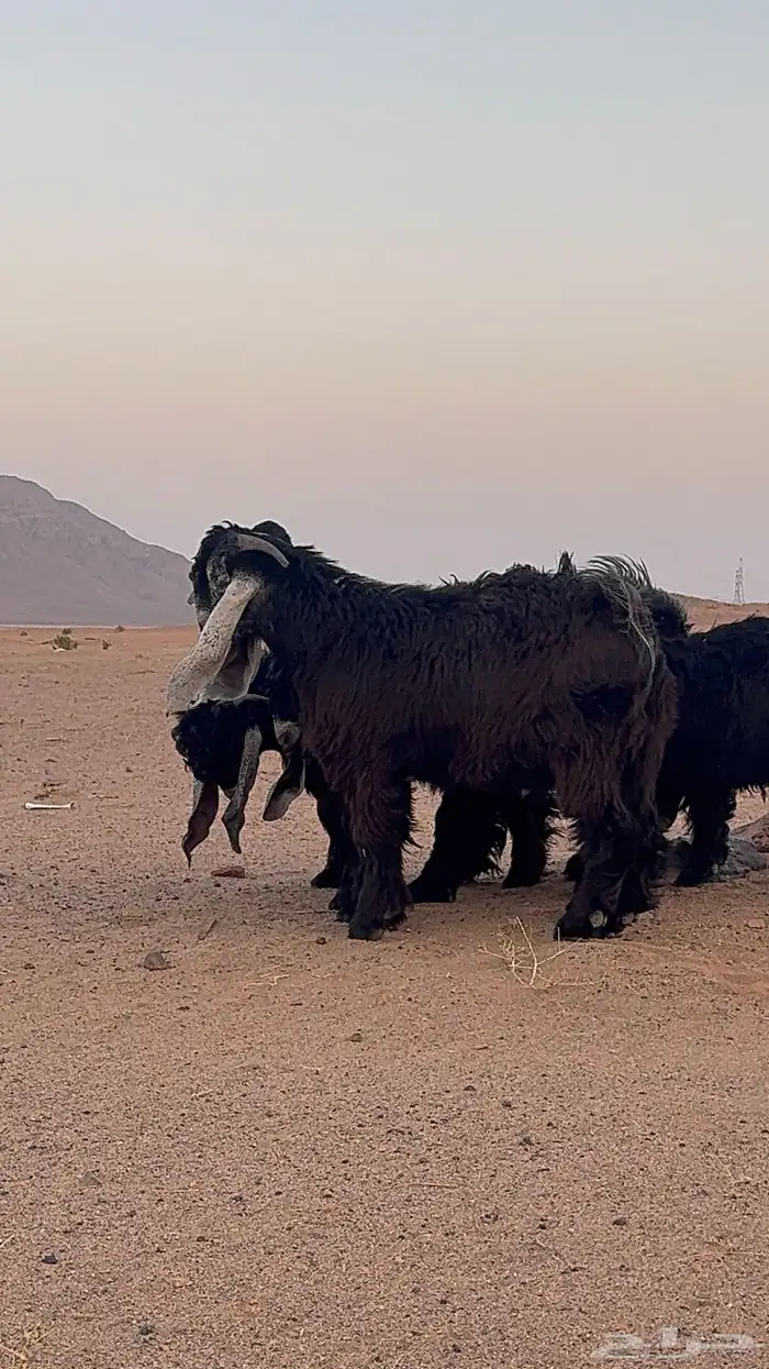 تيوس عوارض _مشاريع فحول 8