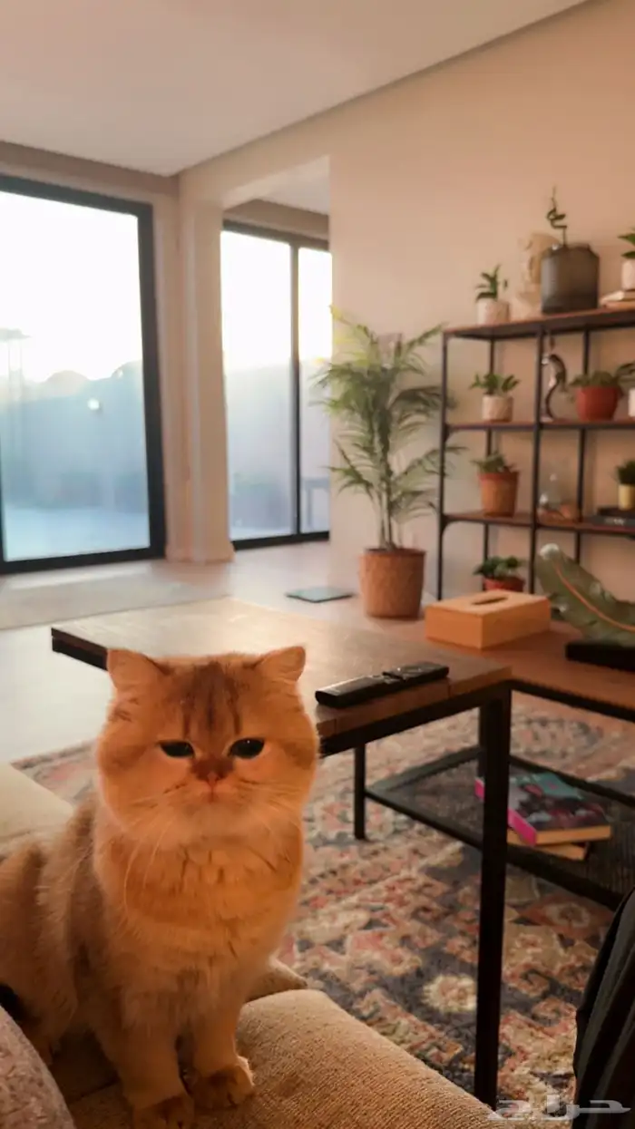 قط بريطاني بيور 0