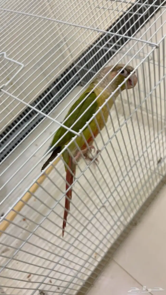 كنيور للبيع اليف ويطلع على اليد 1