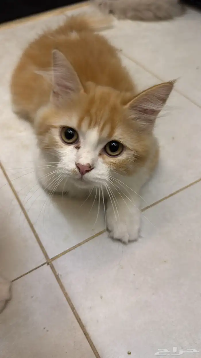 قطط هملايا 2