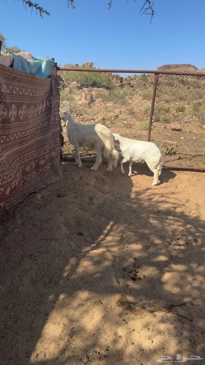 ذبايح للبيع 2