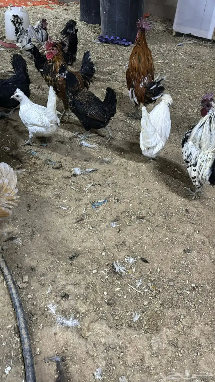 دجاج كويتي حباحب مشكل 79