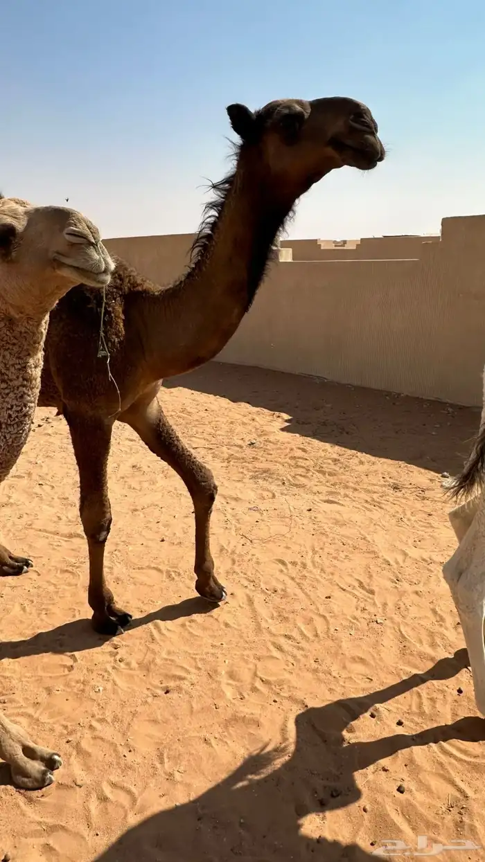 حوش البيع رماح في سوق الغنم ا 0