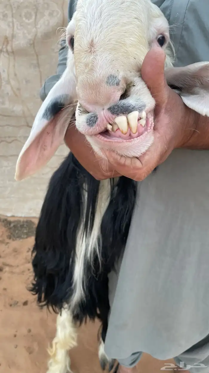 فحل نجدي ثني 1