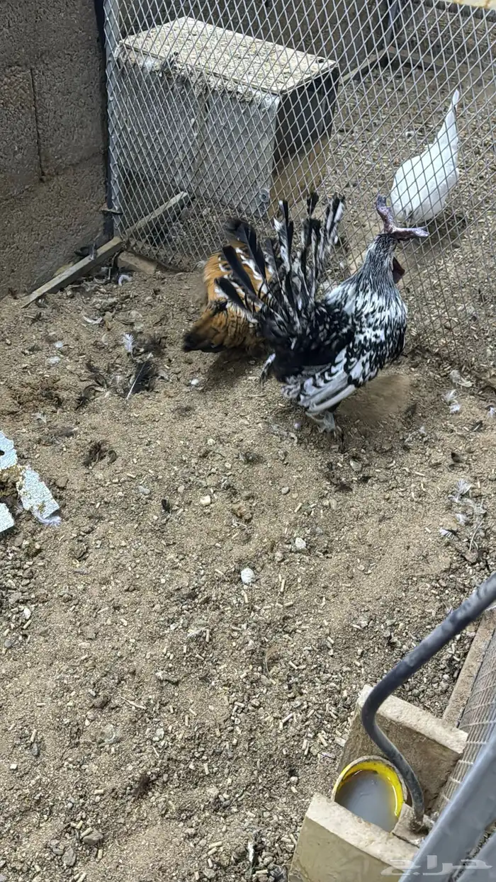 دجاج كويتي حباحب مشكل 52