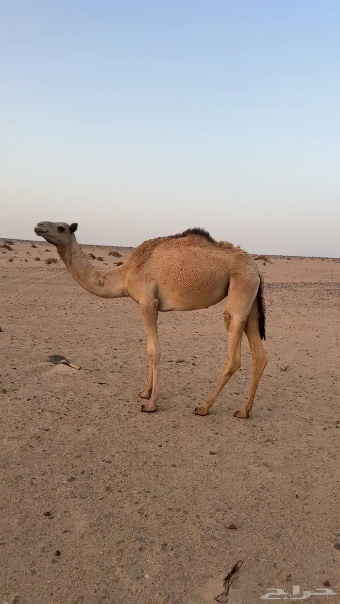 بكار احرار 2