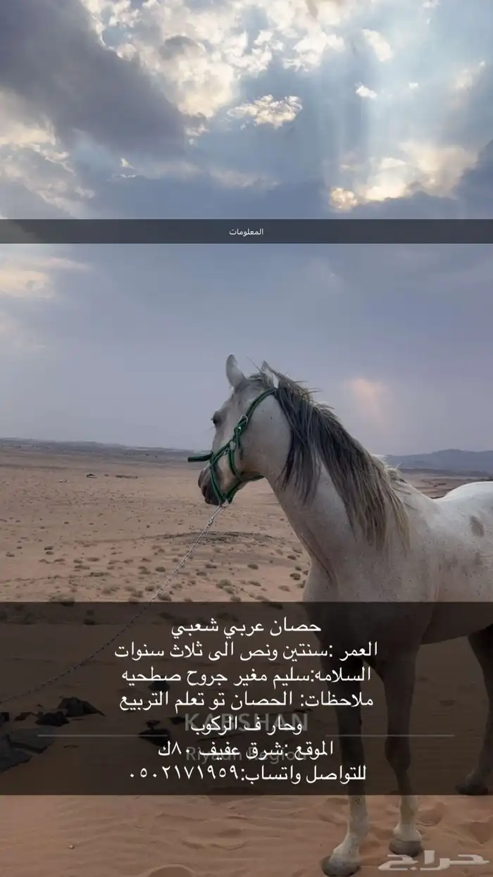 حصان عربي شعبي 8
