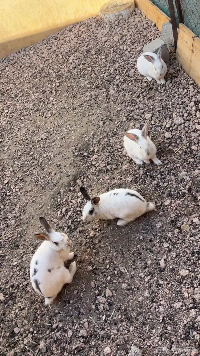 للبيع ارانب فرنسي 1