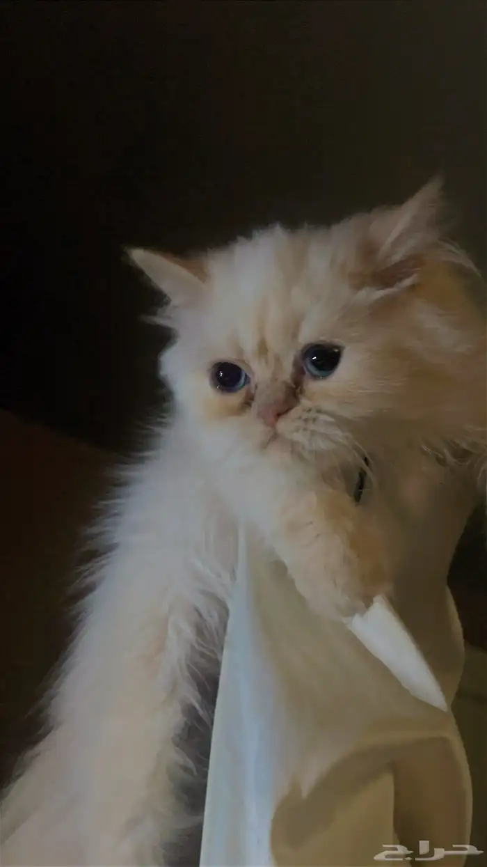 قطه انثى 0