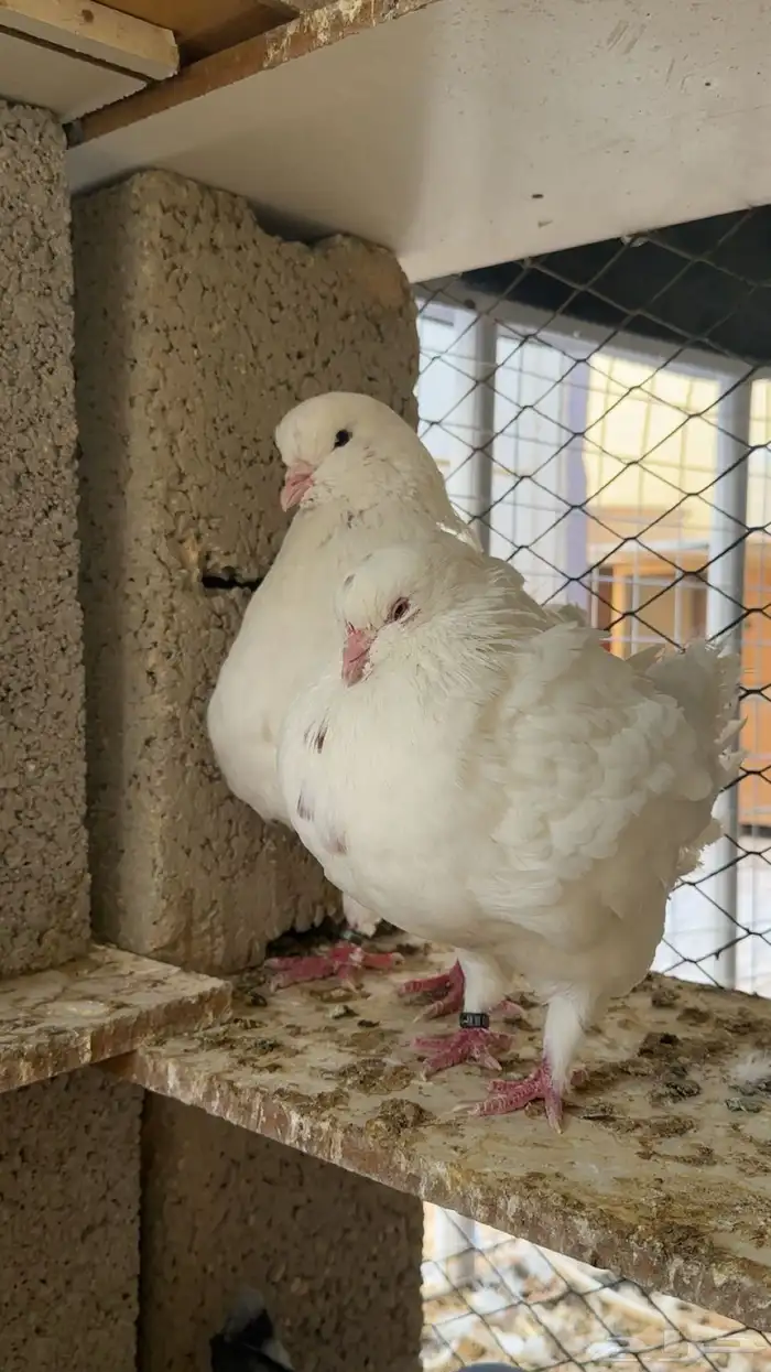 اجواز كنوق فاخرر 0