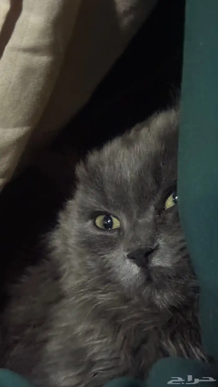 تبني قط شيرازي 0