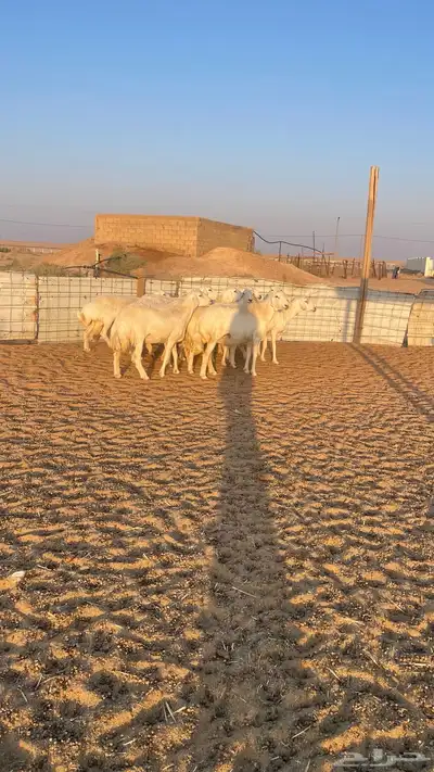 غنم حريات دفيع 11 راس index